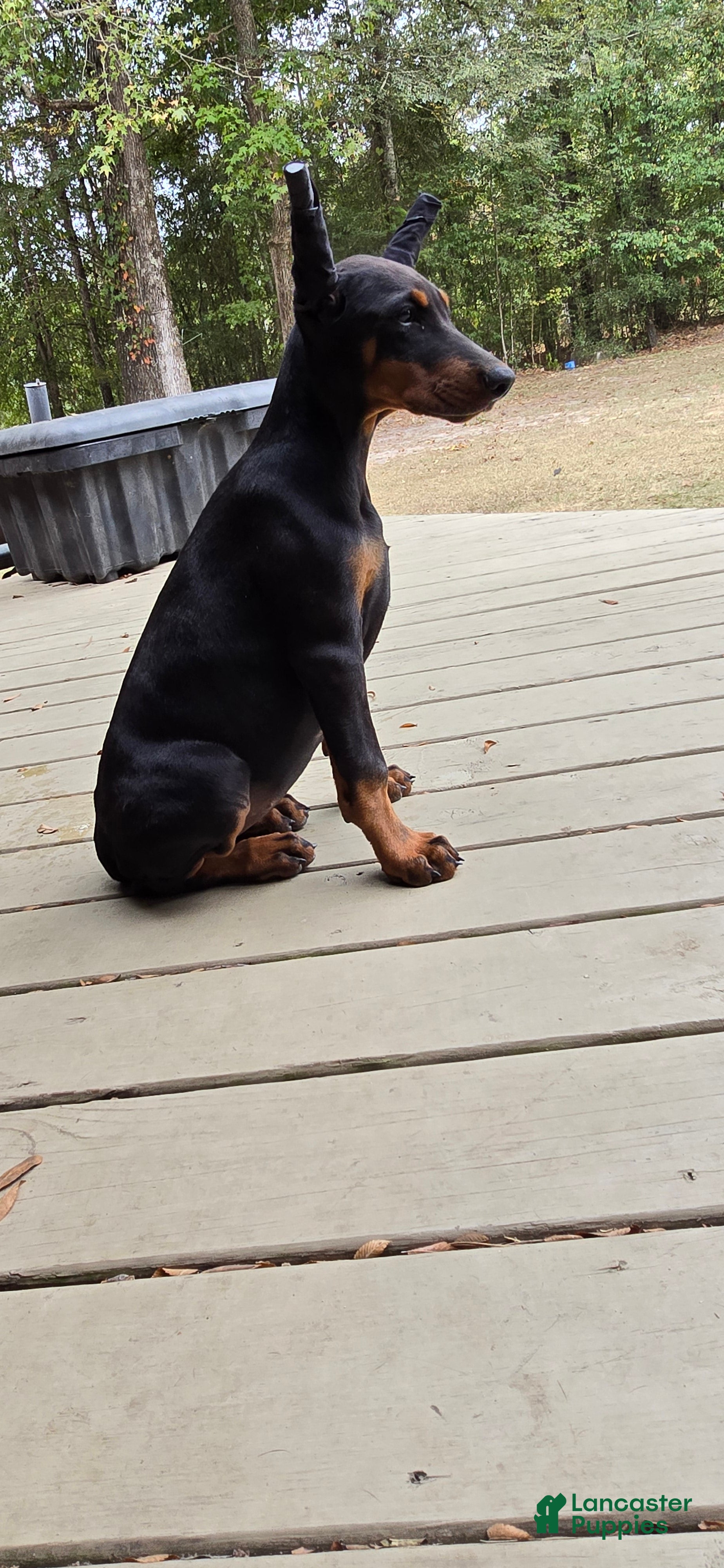 Doberman Pinscher dogs Bella - Ad 2
