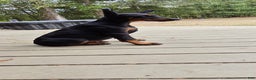 Doberman Pinscher dogs for sale: Bella - Ad 2