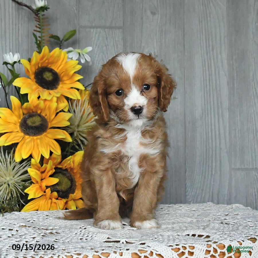 Cavapoo dogs Nate - Ad 1