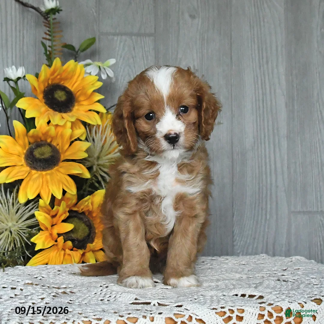 Cavapoo dogs for sale: Nate - Ad 1