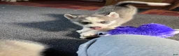 Siberian Husky dogs for sale: Suppy AKC - Ad 6