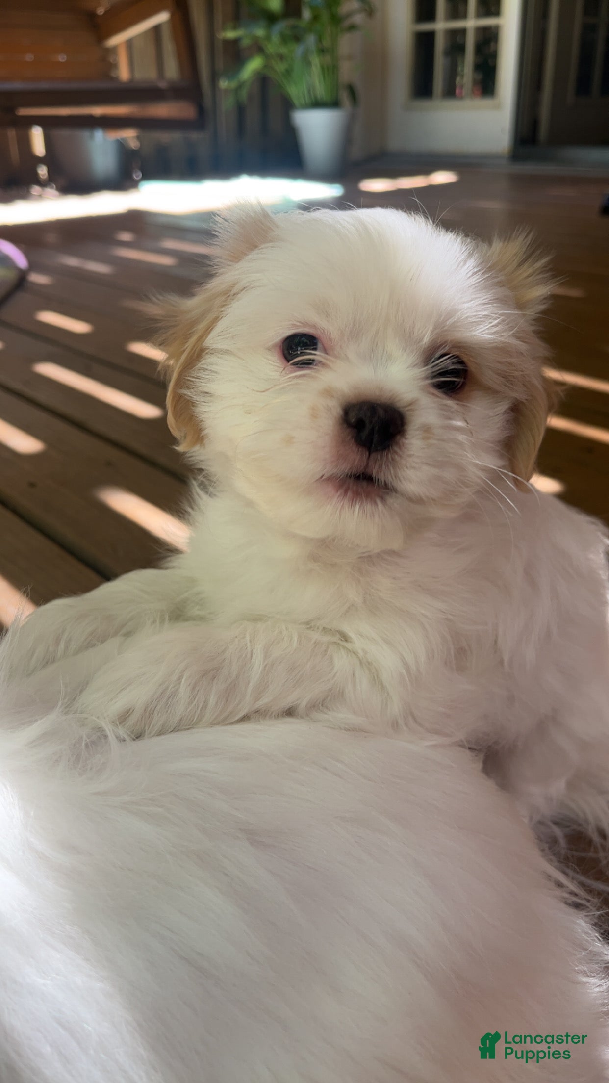 Shih Tzu dogs for sale: Shiro - Ad 2