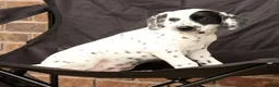 Dalmatian dogs for sale: Ellie - Ad 7