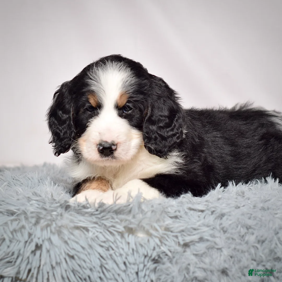 Bernedoodle dogs for sale: Mr. Vincent - Ad 4