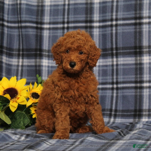 Miniature Poodle dogs Creed - Ad 1