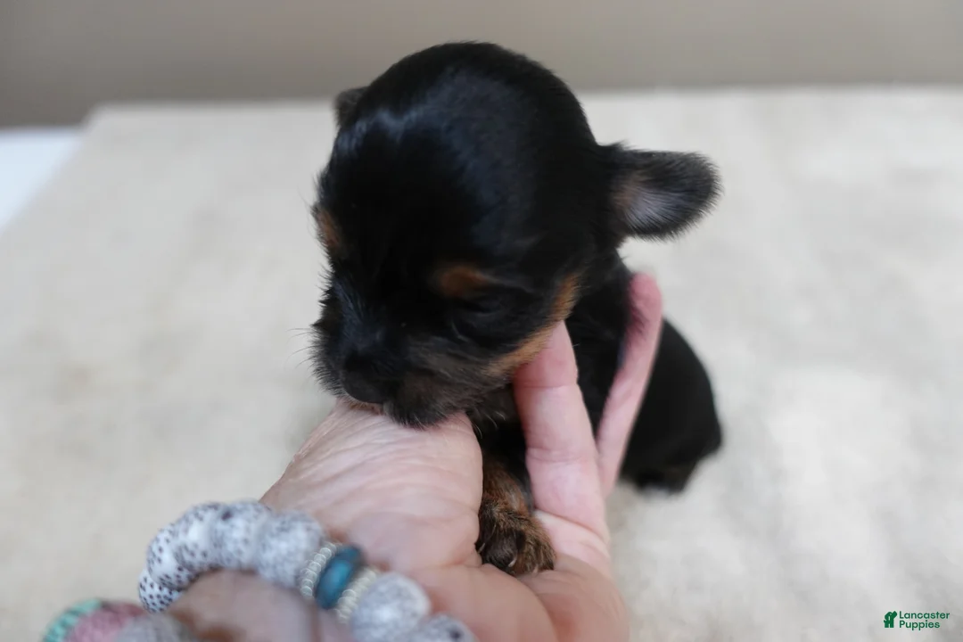 Yorkshire Terrier dogs for sale: Ziti - Ad 1