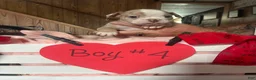 Olde English Bulldogge dogs for sale: Olde English Bulldogge 10 - Ad 10