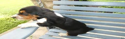 Basset Hound dogs for sale: Basset Hound 8 Magnolia - Ad 3