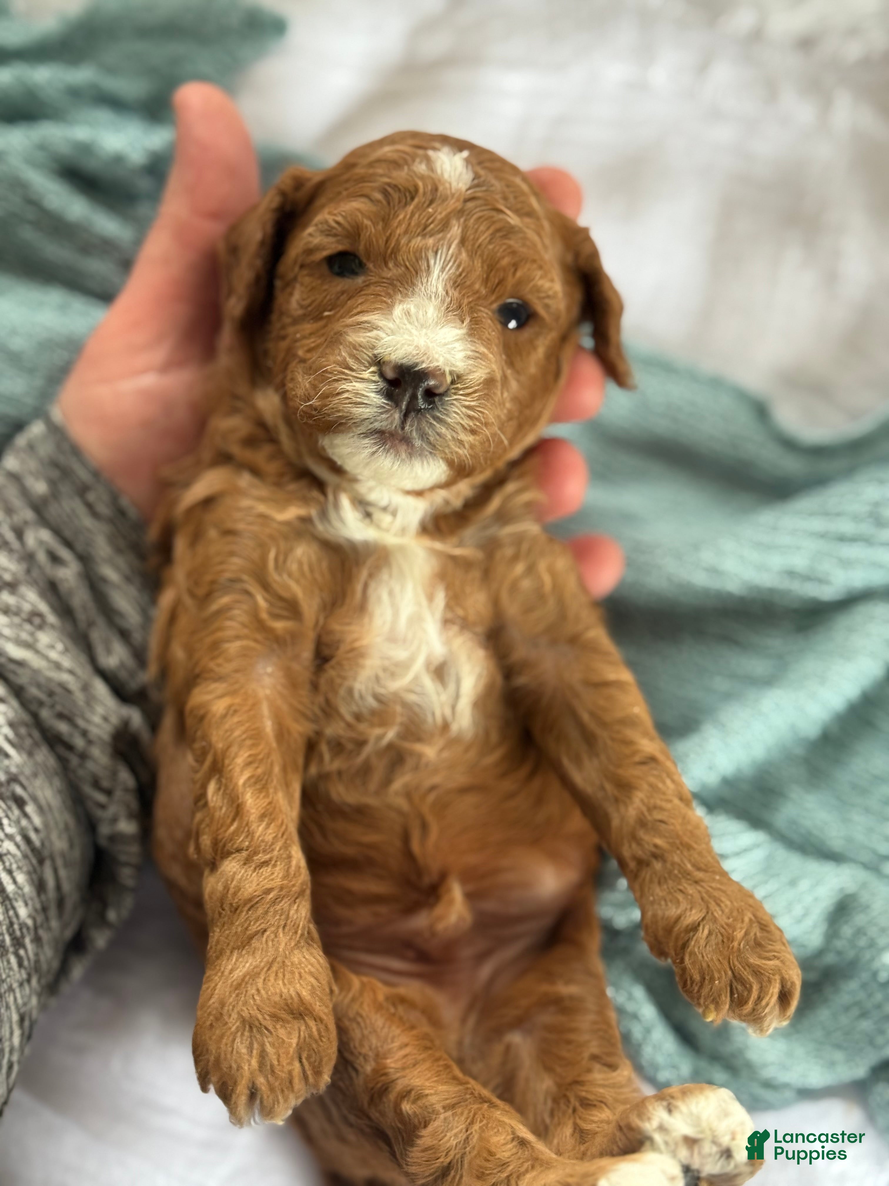 Cavapoo dogs Atlas - Ad 2