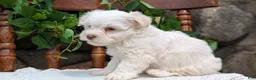 Havanese dogs for sale: Nemo - Ad 5