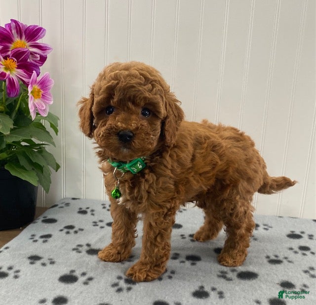 Cavapoo dogs Nelson - Ad 1