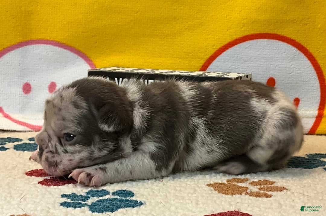 French Bulldog dogs for sale: Arrow - Ad 26