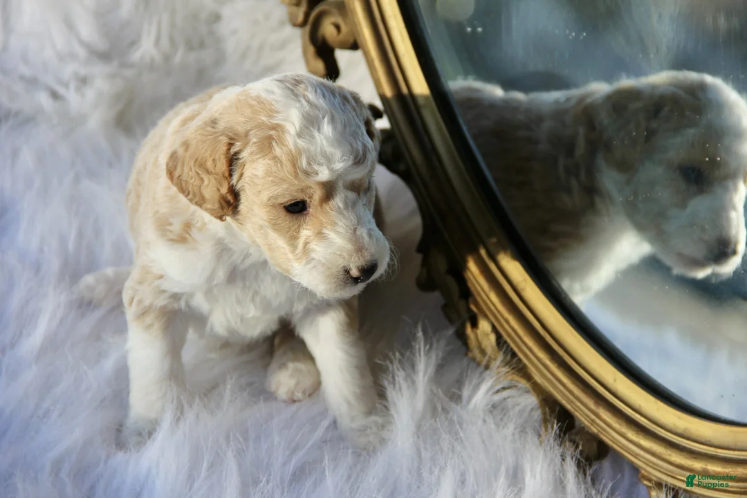 Mini Bernedoodle dogs for sale: Maximus - Ad 2