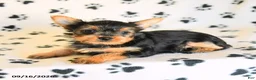 Yorkshire Terrier dogs for sale: June - Ad 4
