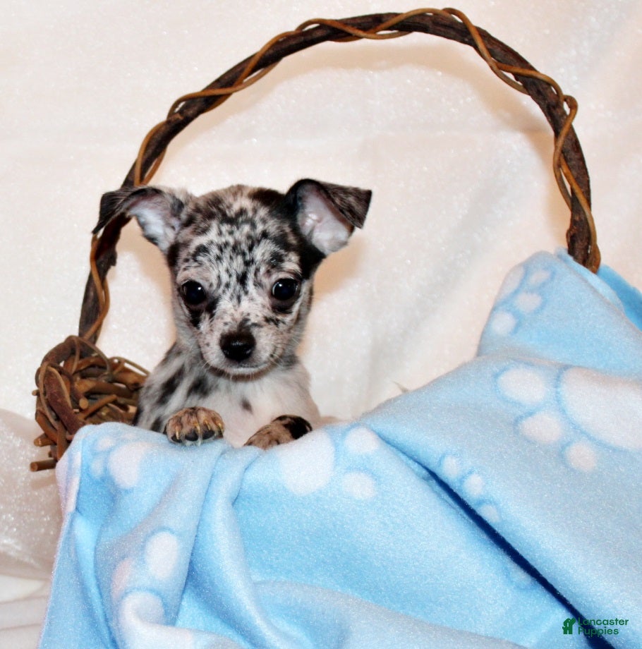 Chihuahua dogs Gandolf - Ad 1