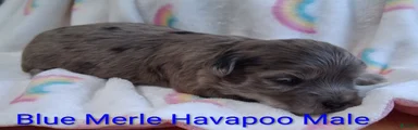 Blue Merle