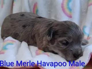 Havapoo dogs for sale: Blue Merle - Ad 4