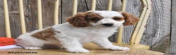 Cavapoo dogs for sale: Austin - Ad 3