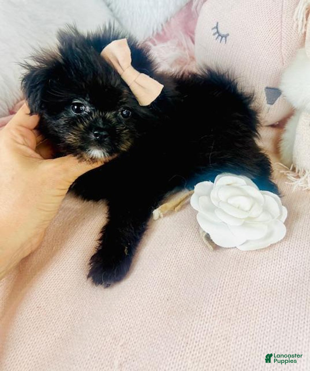 Mixed Breed dogs for sale: Mixed Breed Puppy 1 - Ad 2