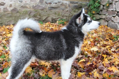 Alaskan Malamute dogs Tundra - Ad 1