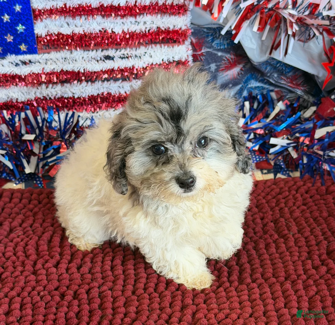 Cockapoo dogs for sale: Buttons - Ad 4