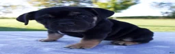 Beabull dogs for sale: Aurora - Ad 3