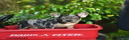French Bulldog dogs for sale: Charlie - Ad 3