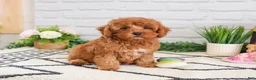 Cavapoo dogs for sale: Rose - Ad 4