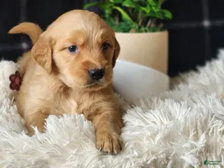 Golden Retriever dogs Lonnie - Ad 4
