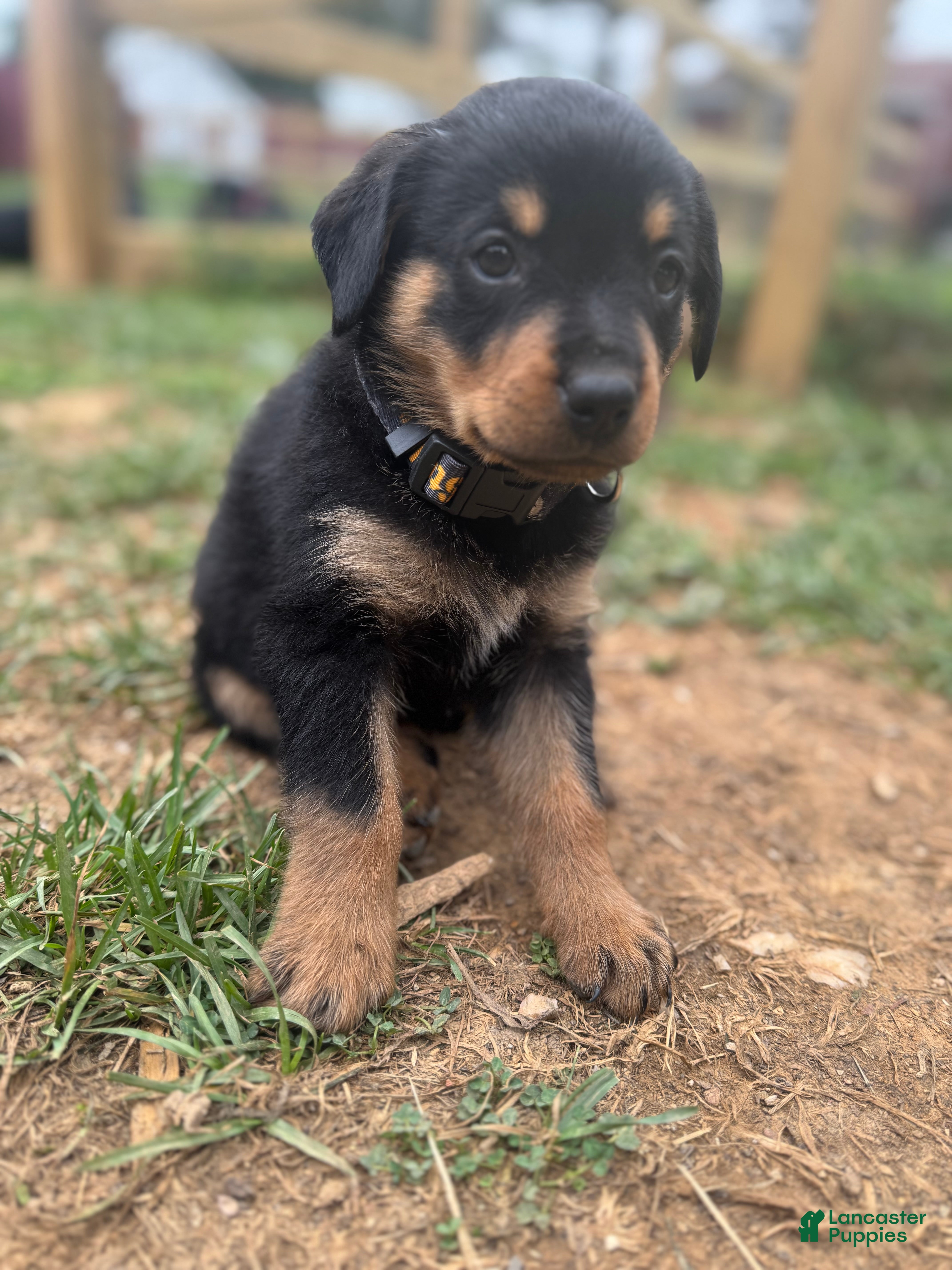 Rottweiler Month Old German Shepherd Lab Mix New Rottweiler