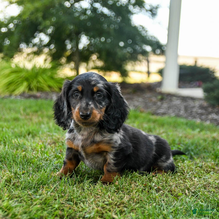 Sausage Dog Price Weenie Dog Puppies For Sale Near Me Animal