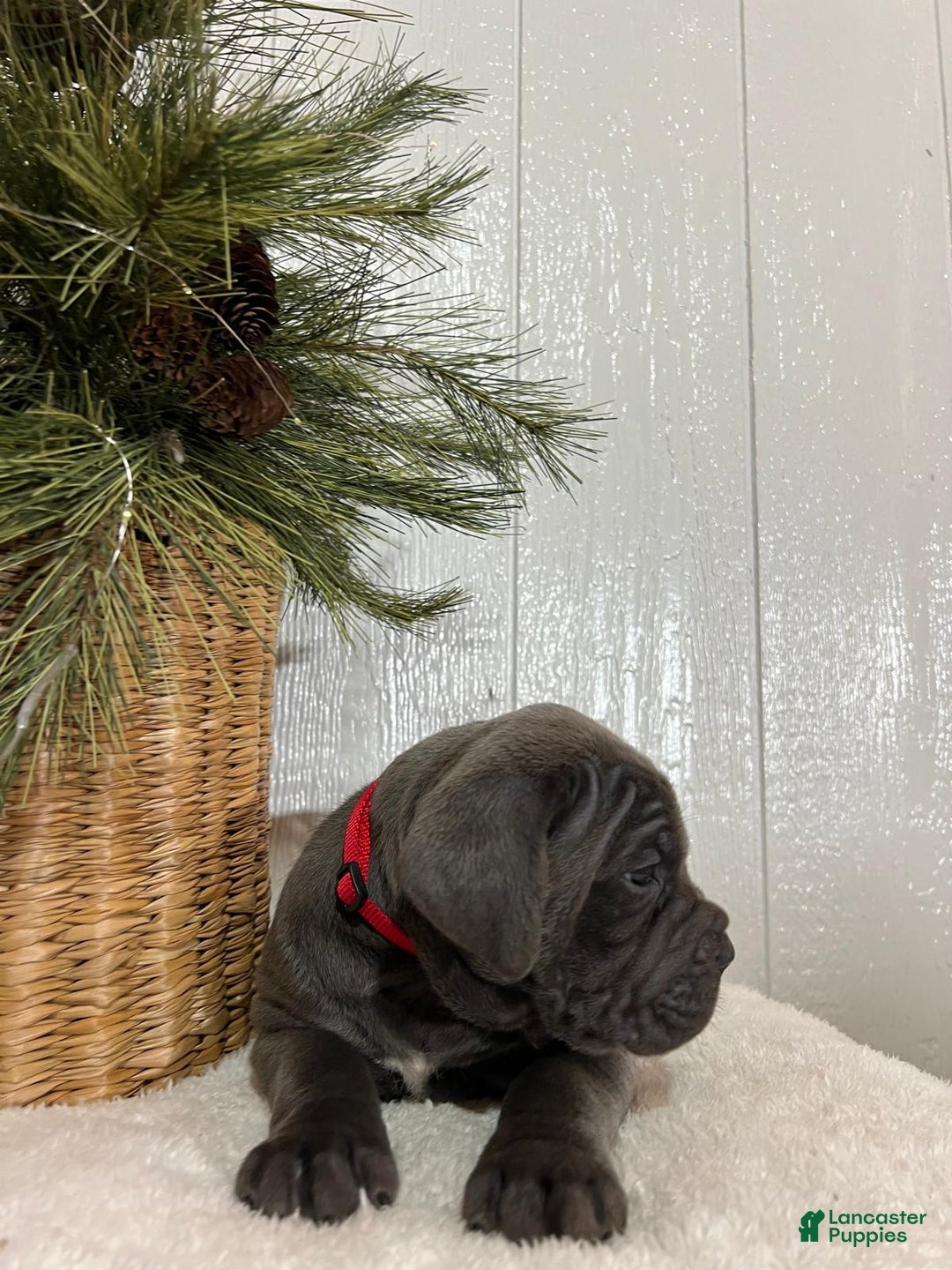 Cane Corso dogs for sale: Roxy - Ad 2