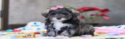 Miniature Schnauzer dogs for sale: Alice - Ad 4