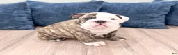 English Bulldog dogs for sale: Chase - Ad 3