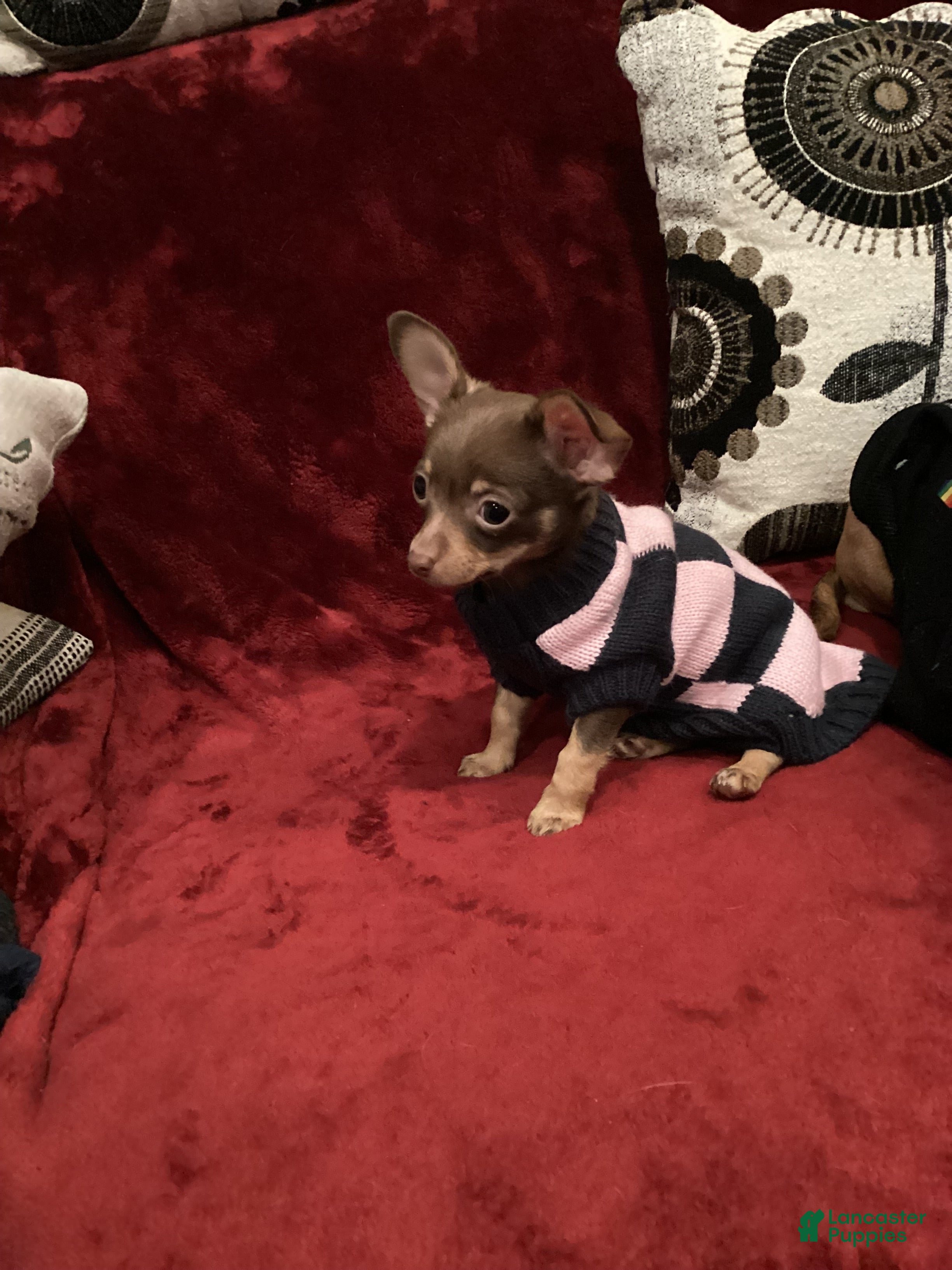 Chihuahua dogs Apple - Ad 2