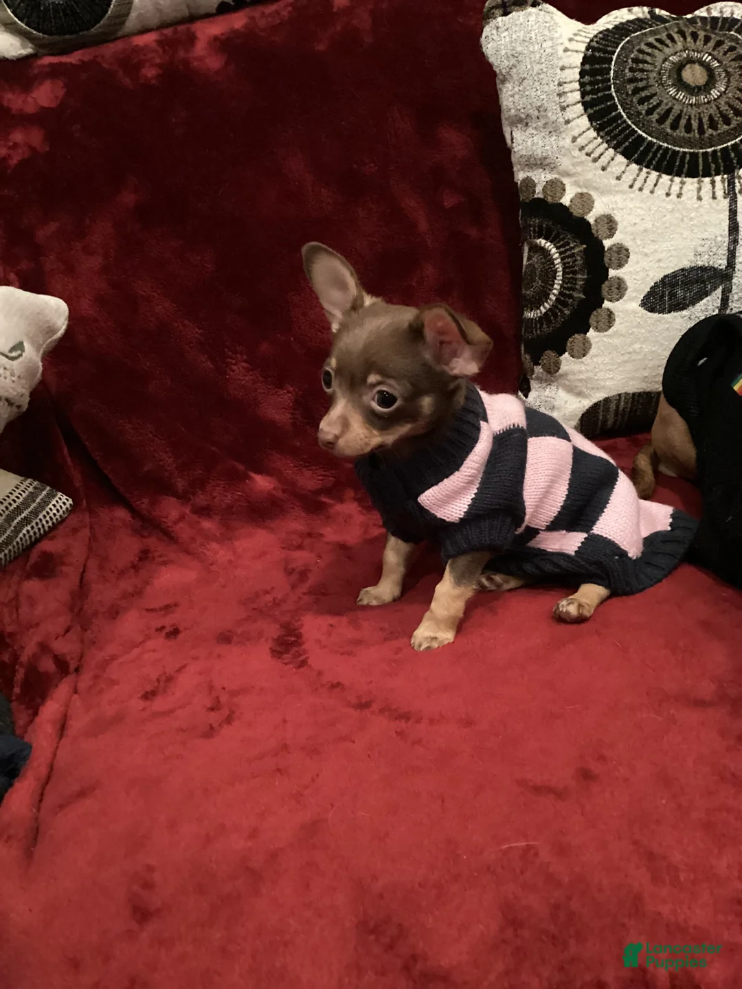 Chihuahua dogs for sale: Apple - Ad 4