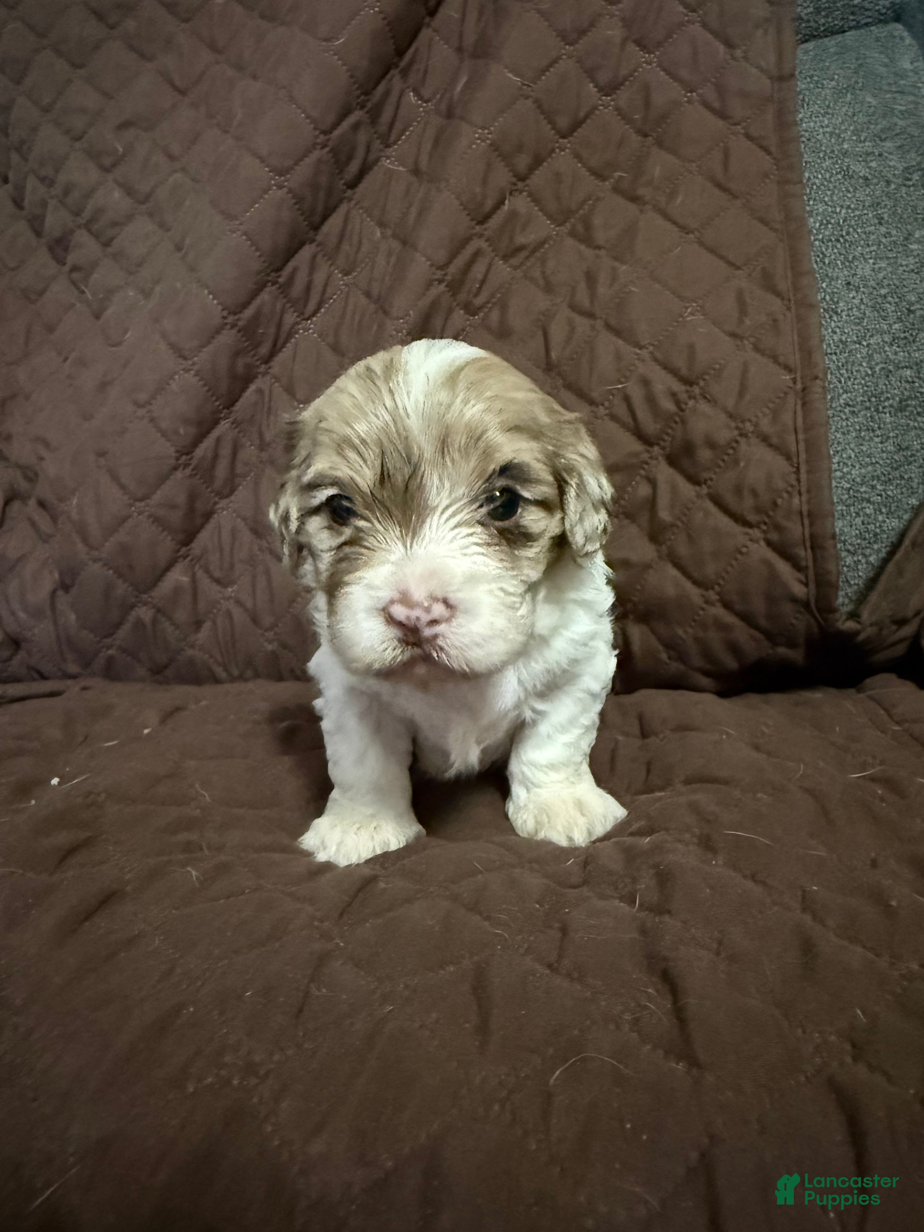 Mixed Breed dogs Bruce - Ad 1