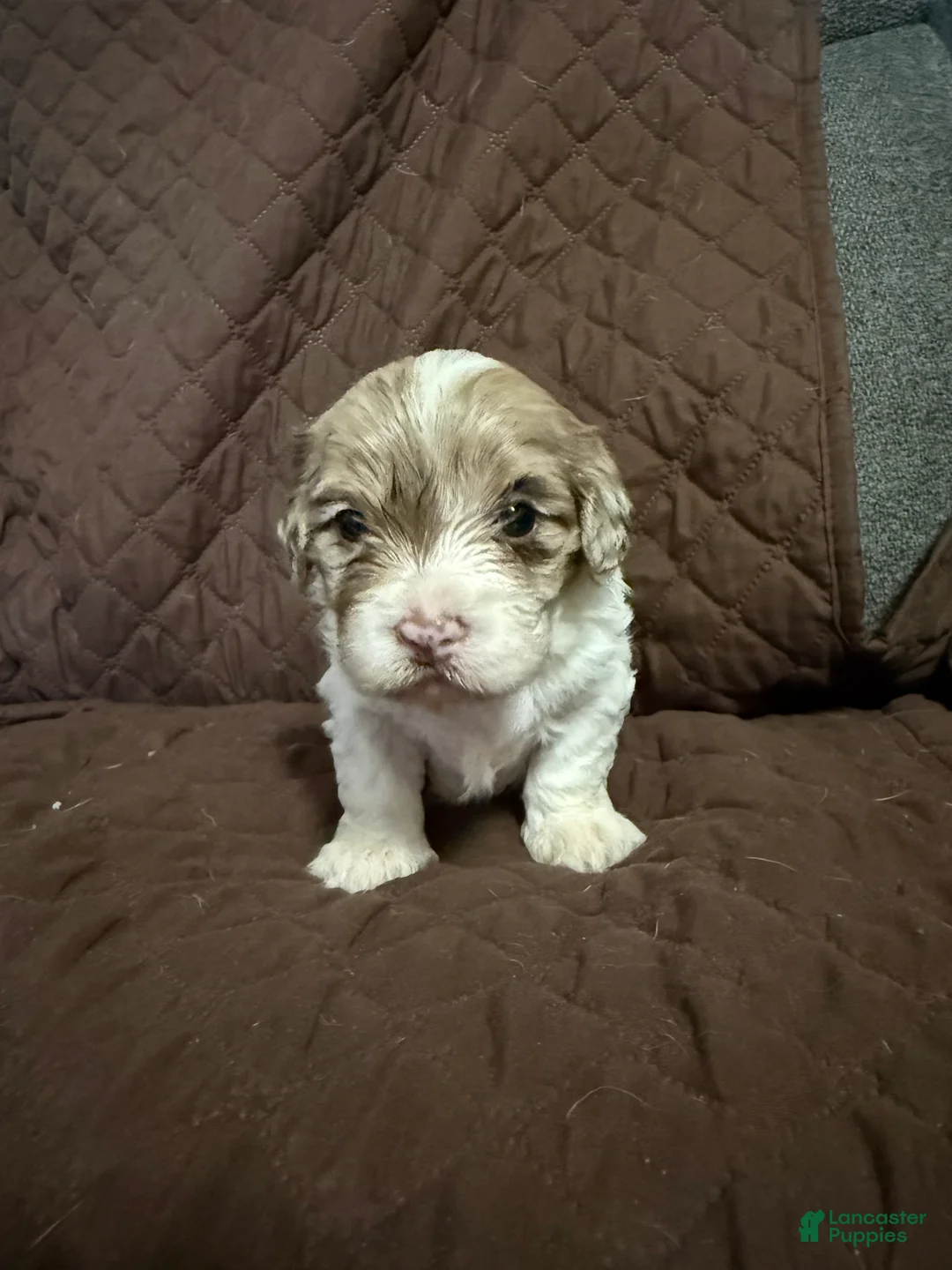 Mixed Breed dogs for sale: Bruce - Ad 1