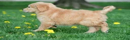Golden Retriever dogs for sale: Max - Ad 8