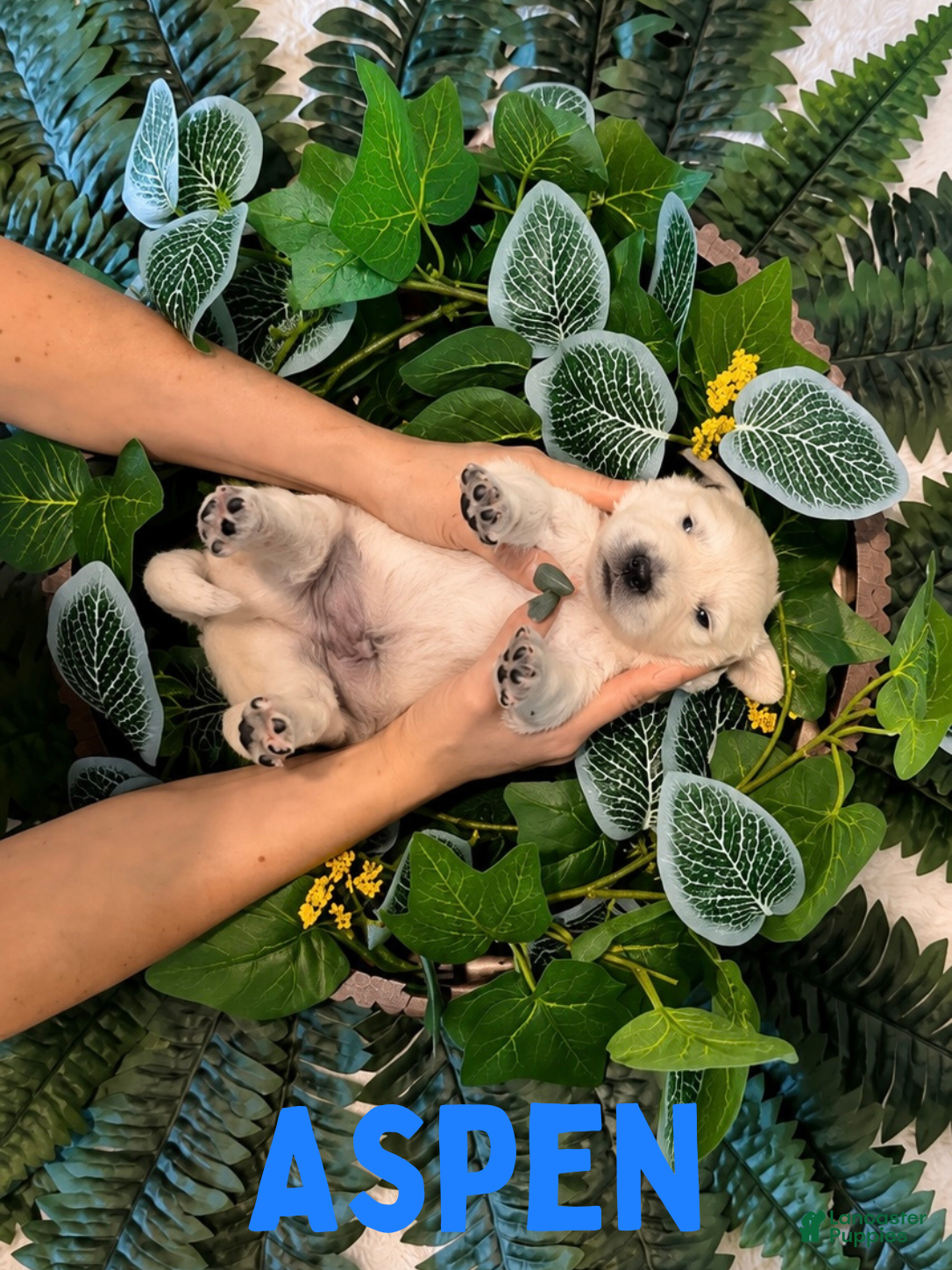 Golden Retriever dogs Aspen - Ad 1