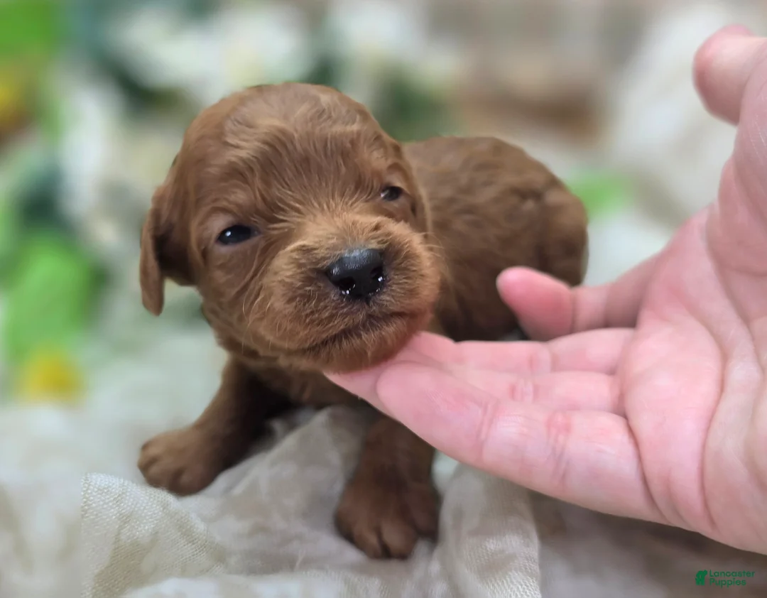 Cavapoo dogs for sale: Beetle - Ad 2