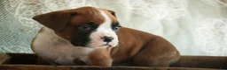 Boxer dogs for sale: Fred - Ad 6