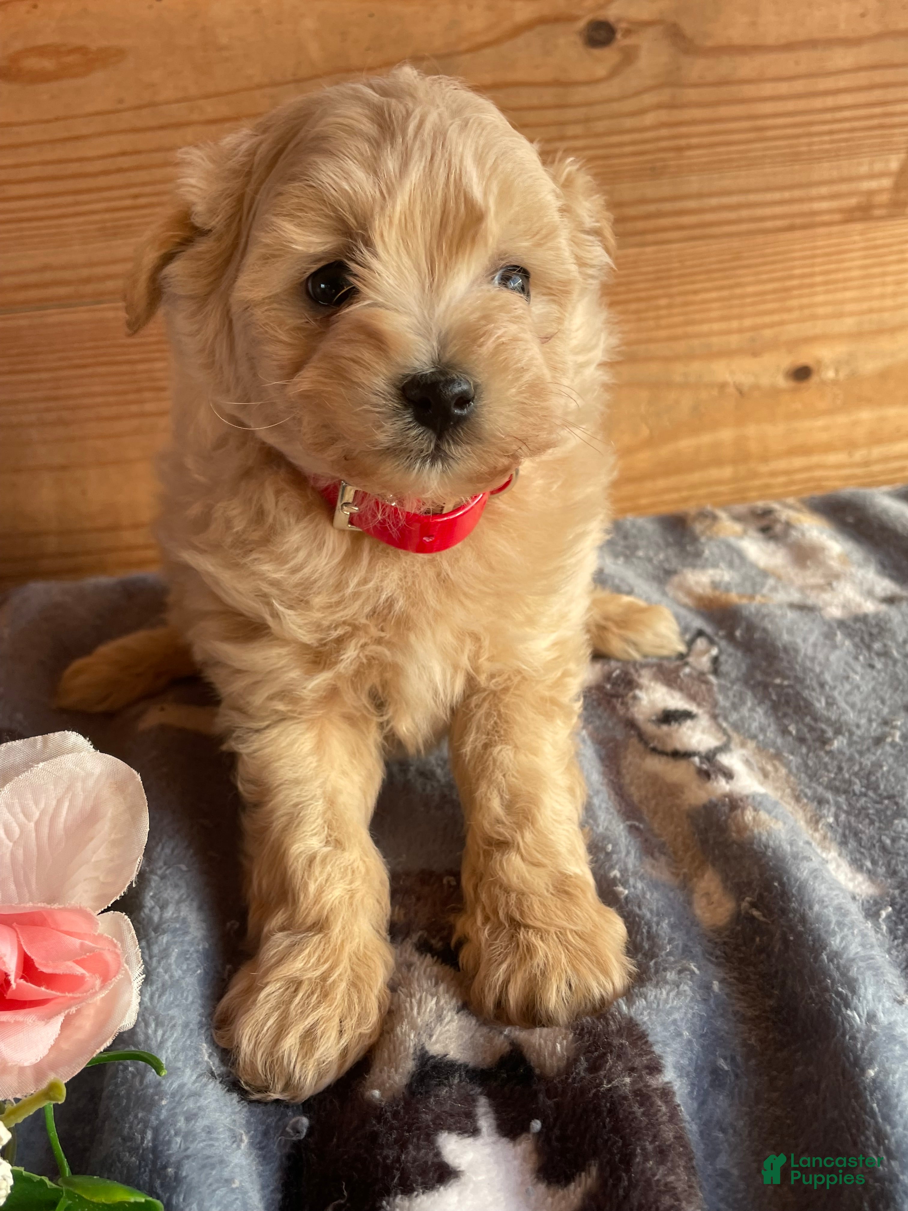 Pomapoo dogs Max - Ad 9