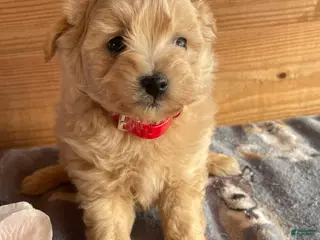 Pomapoo dogs Max - Ad 14