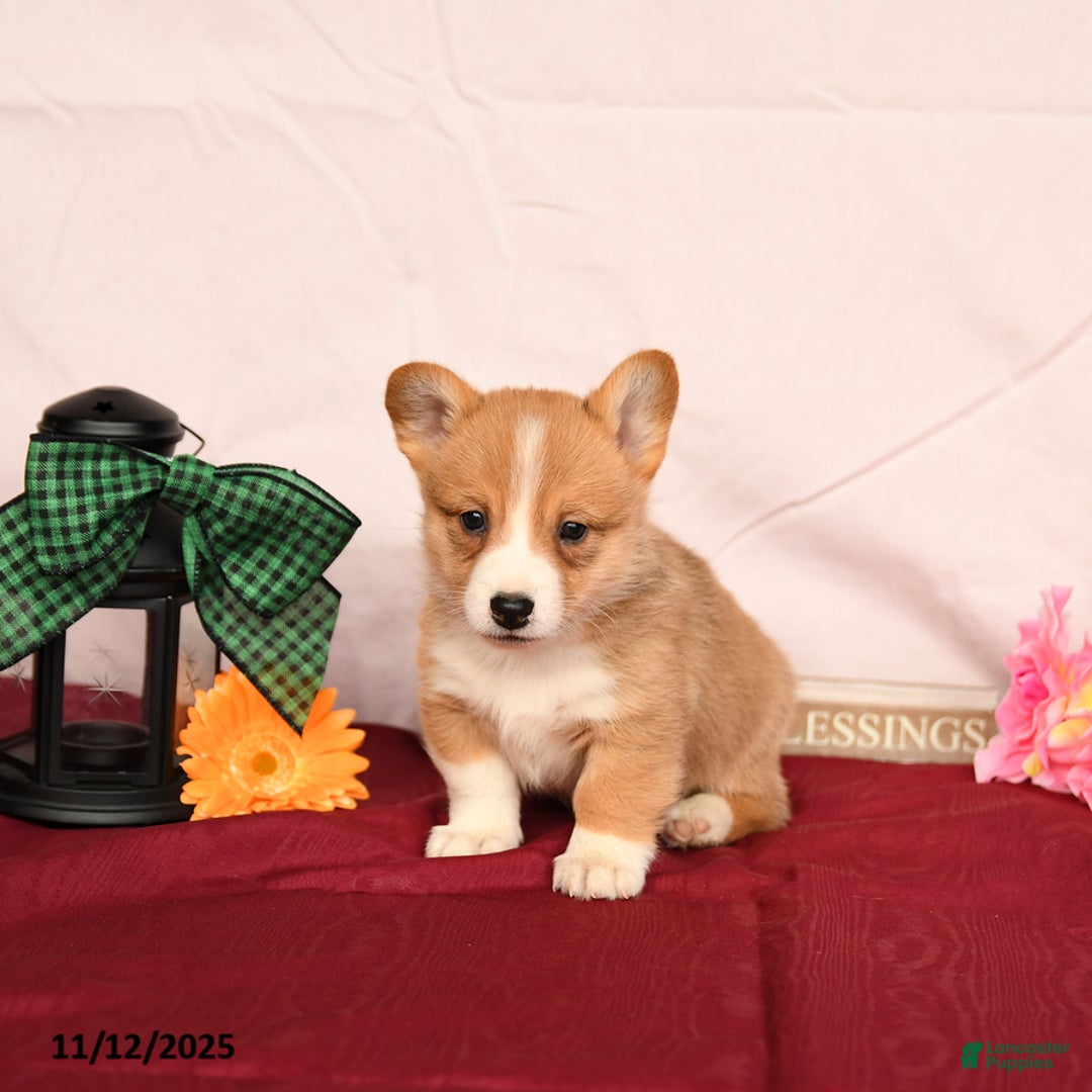 Welsh Corgi Pembroke dogs for sale: Otis - Ad 5