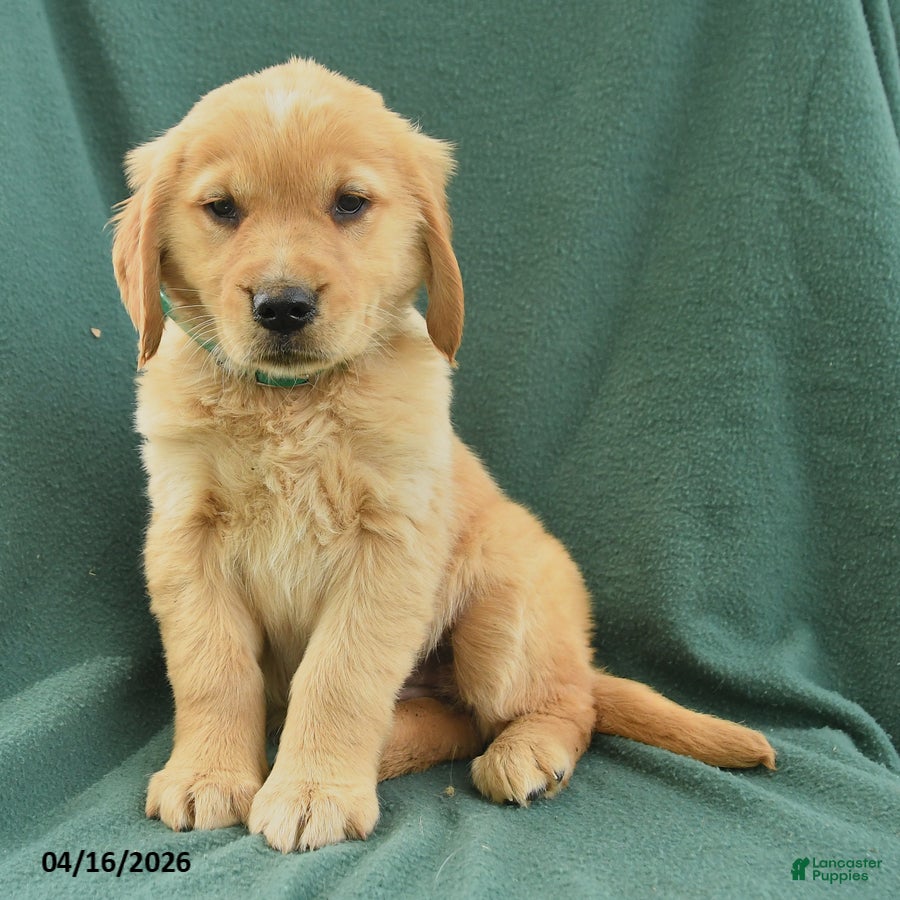 Golden Retriever dogs Rhoda - Ad 2