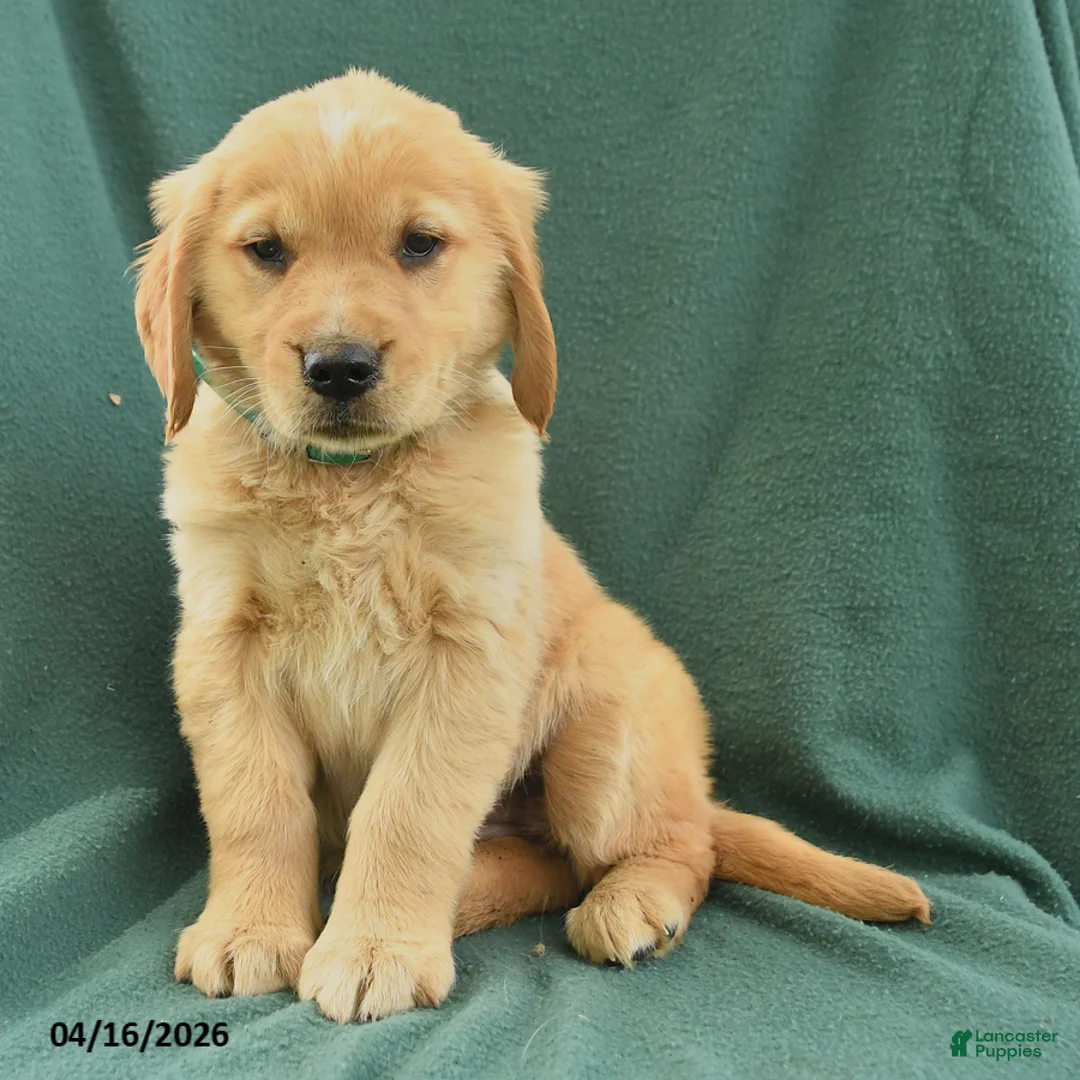 Golden Retriever dogs for sale: Rhoda - Ad 2