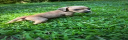 Dachshund dogs for sale: Male Two - Ad 1