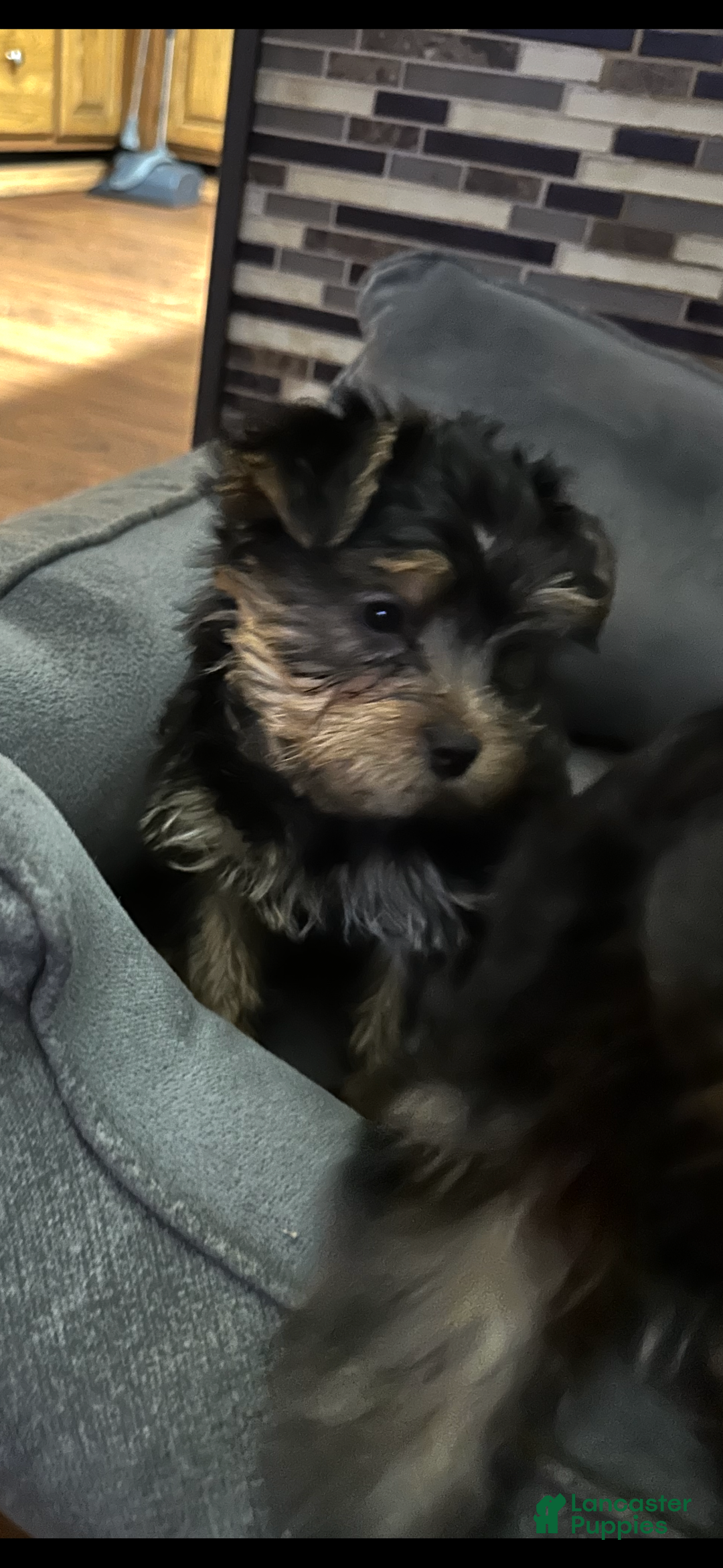 Yorkshire Terrier dogs for sale: Yorkshire Terrier Puppy 1 - Ad 2