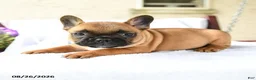 French Bulldog dogs for sale: Kieran - Ad 4